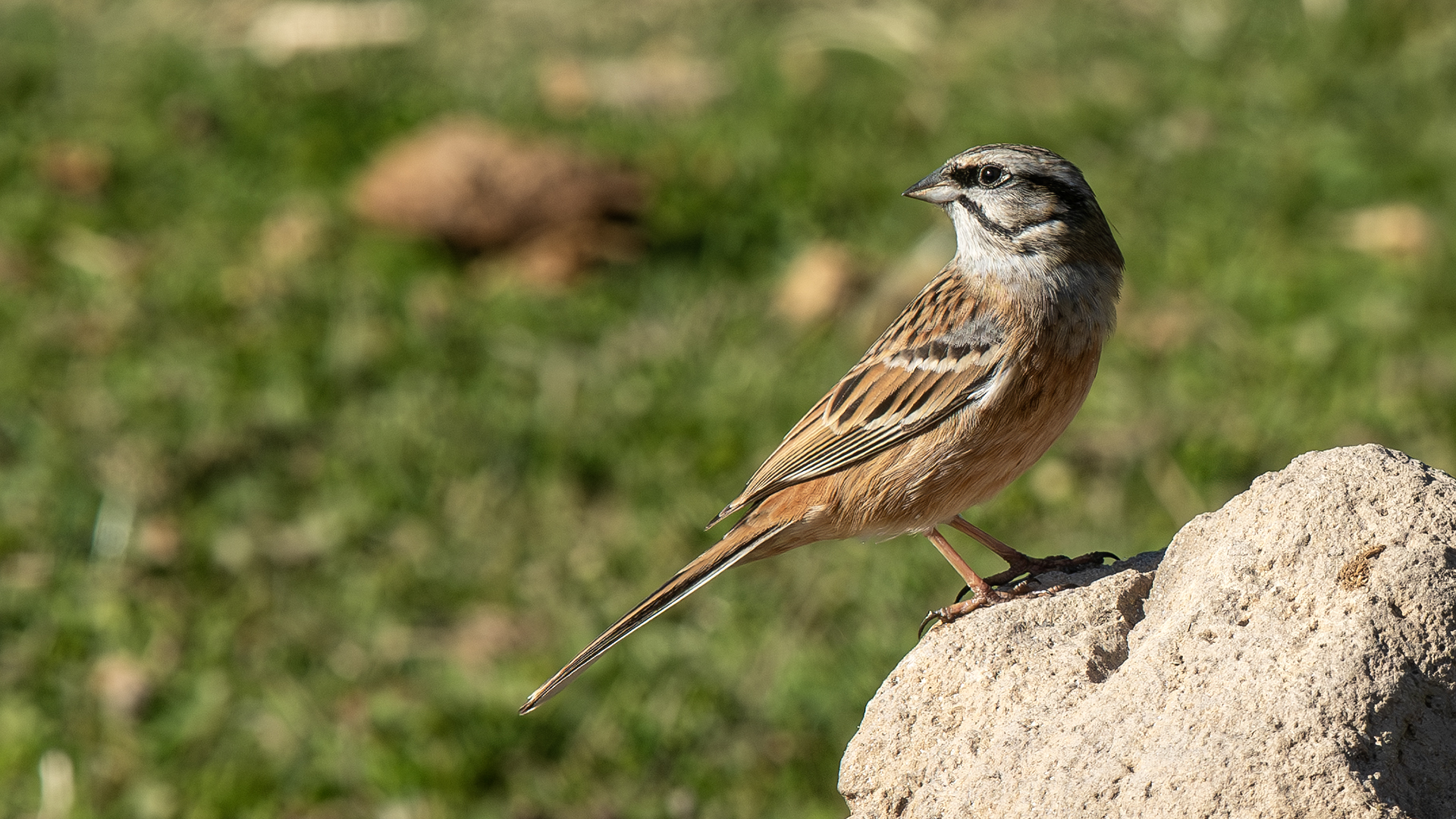 Rock Bunting
